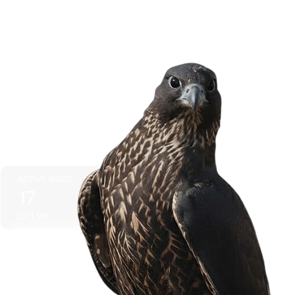 An eagle looking to the left